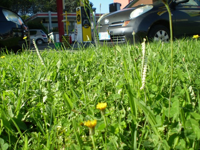 soltando due Spiranthes...